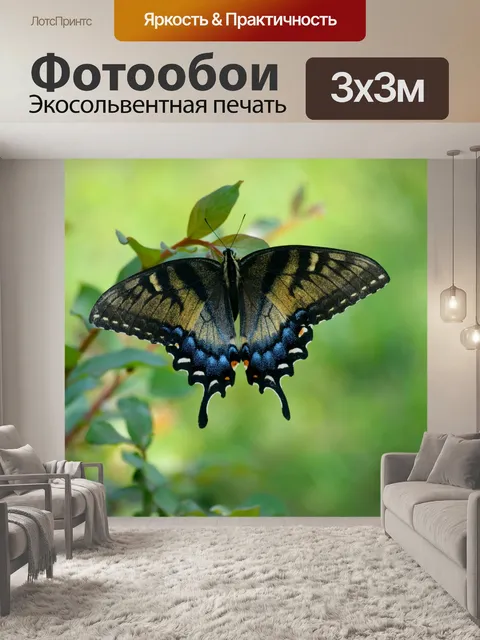 Фотообои Swallowtail Butterfly