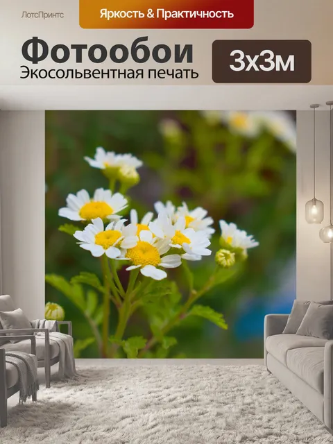 Фотообои Ромашка