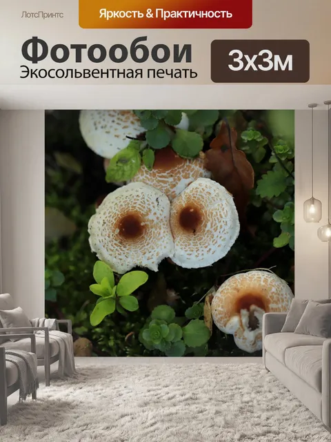 Фотообои Гриб