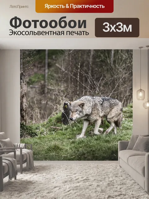 Фотообои Волк