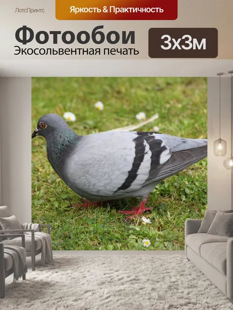 Фотообои Птица