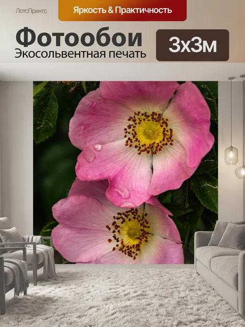 Фотообои Розы