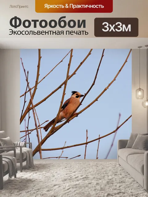Фотообои Джей птица на закате