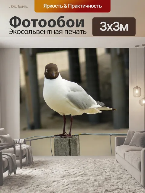 Фотообои Чайка