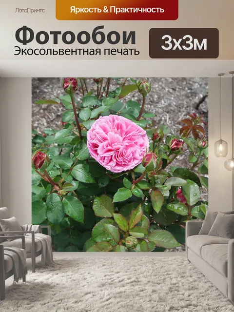 Фотообои Розы