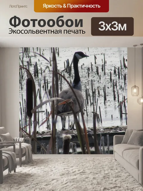 Фотообои Птица