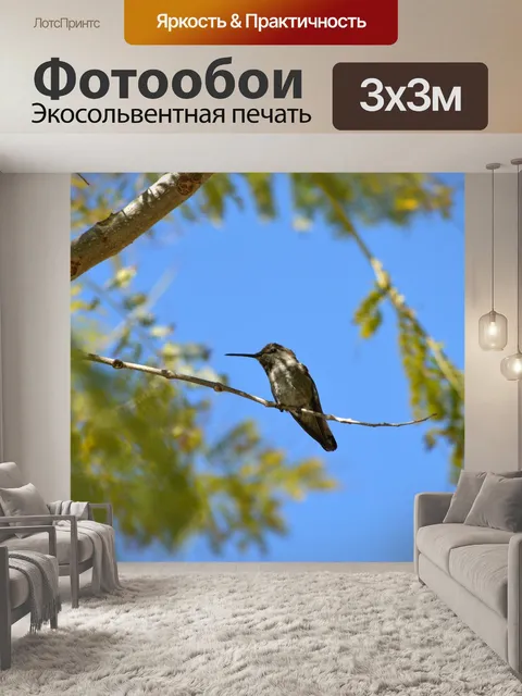 Фотообои Колибри
