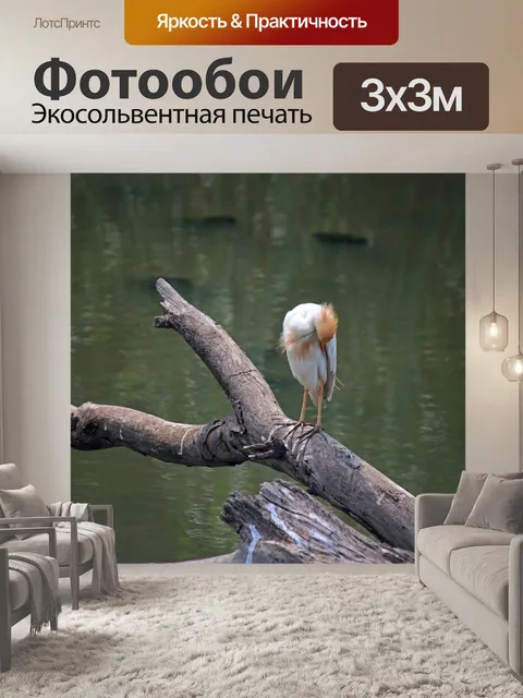 Фотообои желтоклювая цапля на сухой ветке