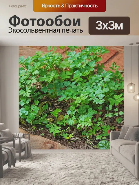 Фотообои сельдерей в огороде