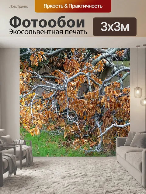 Фотообои Осень Fall Увядшие листья дерева