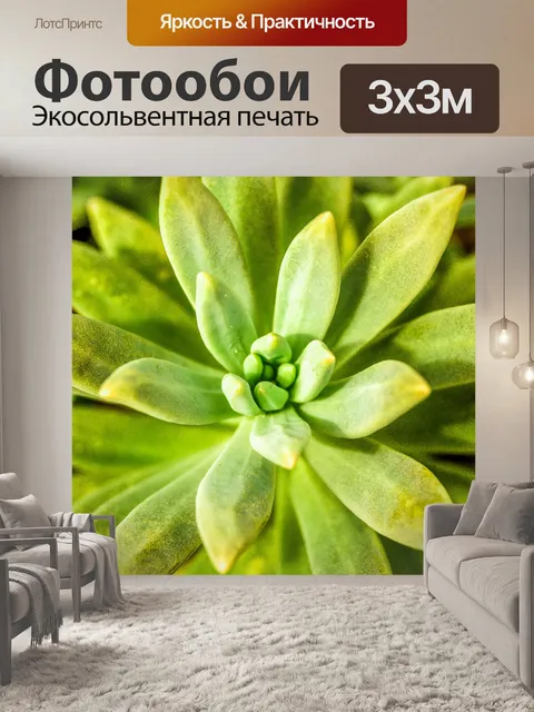 Фотообои Кактусовое пустынное растение