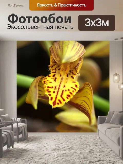 Фотообои Фото цветка орхидеи