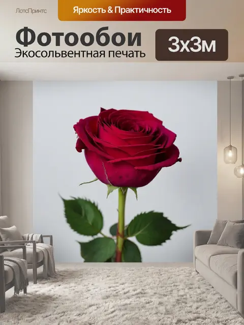Фотообои розы в стиле минимализма, с акцентом на одно цветение на чистом фоне