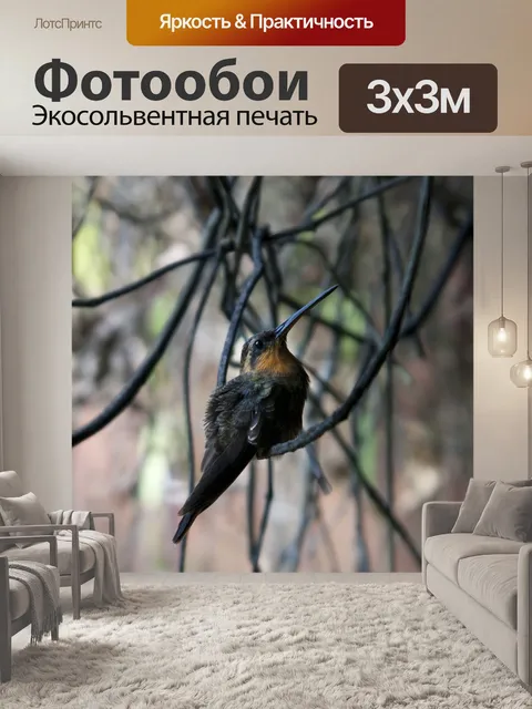 Фотообои Птица