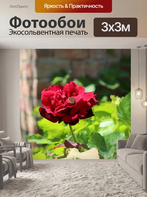 Фотообои Роза