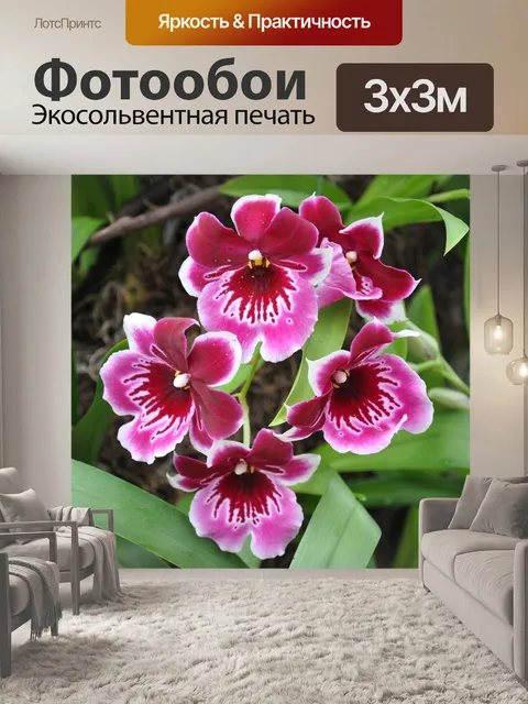 Фотообои Орхидеи