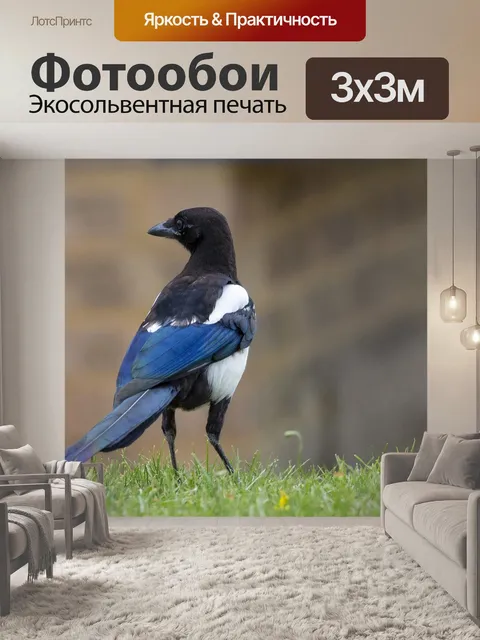Фотообои Сорока