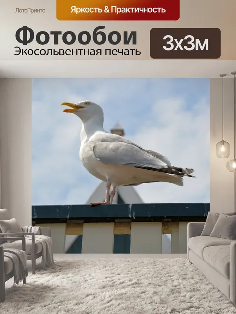Фотообои Чайка