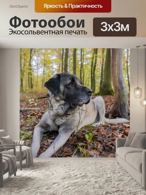 Фотообои Собака