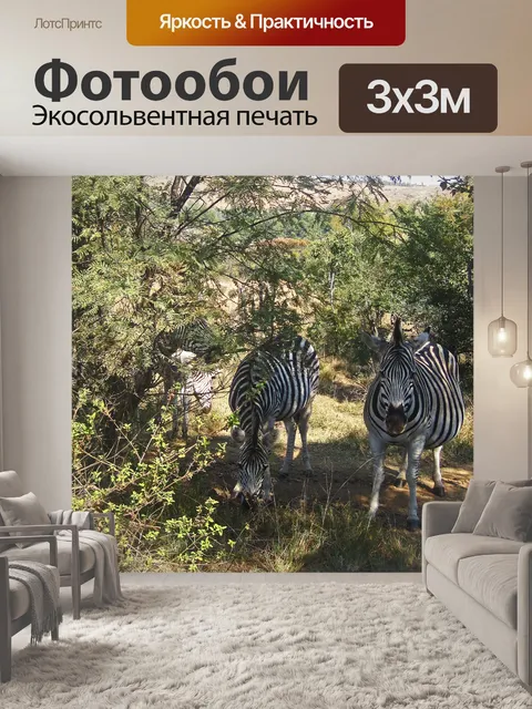 Фотообои зебра Берчелла под тенистыми деревьями