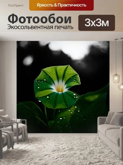 Фотообои контрастная черно-белая фотография, где капли росы сверкают на зелёных листьях утренней славы