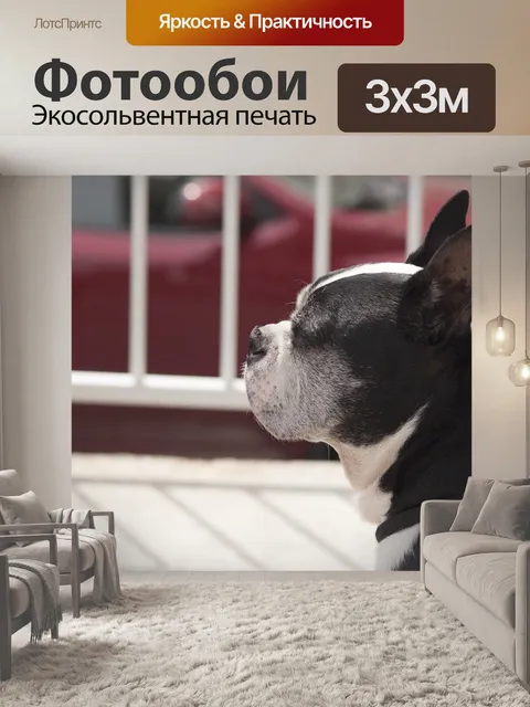 Фотообои Собака