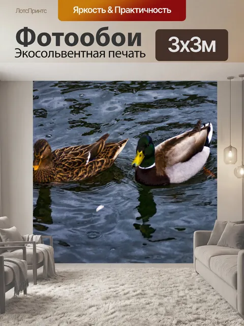 Фотообои Кряква утка пара