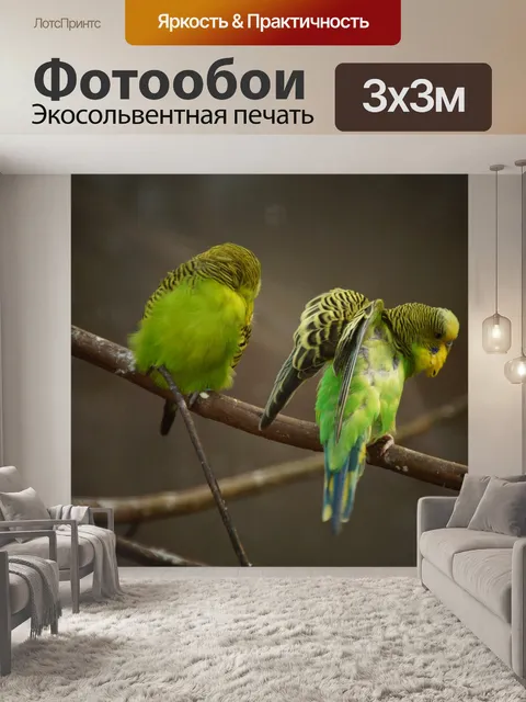 Фотообои Волнистый попугайчик попугай птица