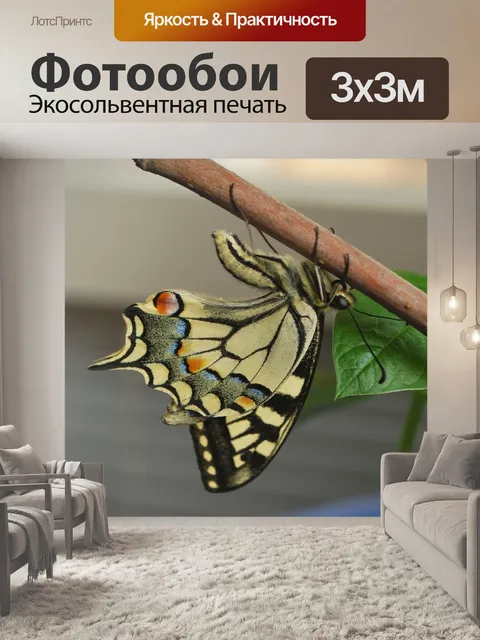 Фотообои Парусники бабочки