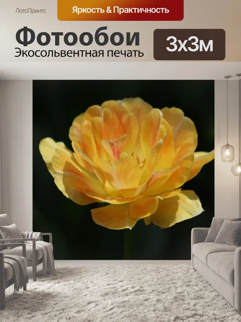 Фотообои Тюльпан