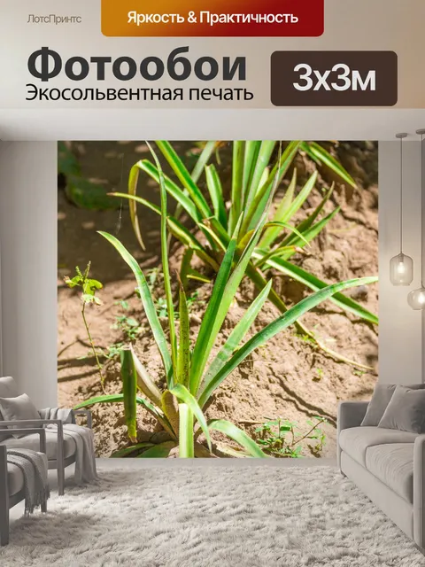Фотообои Выращивание ананасов