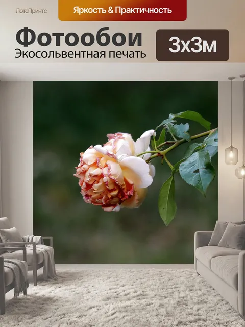 Фотообои Блеклый