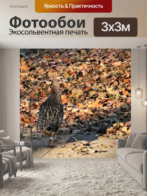 Фотообои Самка кольцевидного фазана осенью