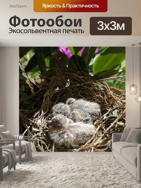 Фотообои Птицы
