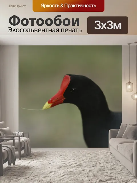 Фотообои Птица