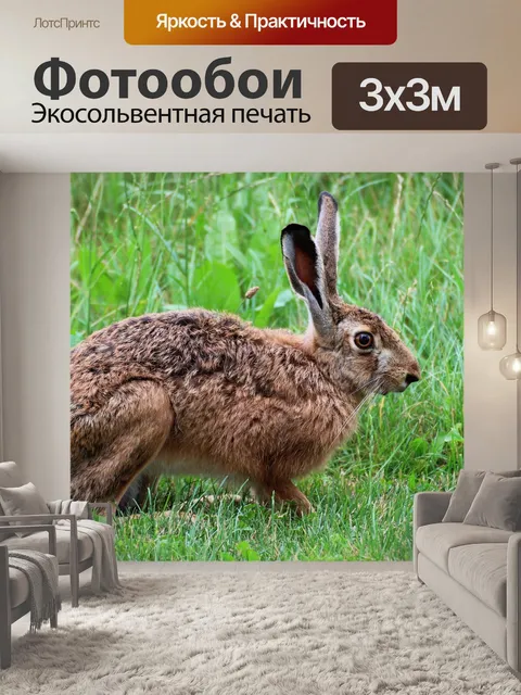 Фотообои Заяц