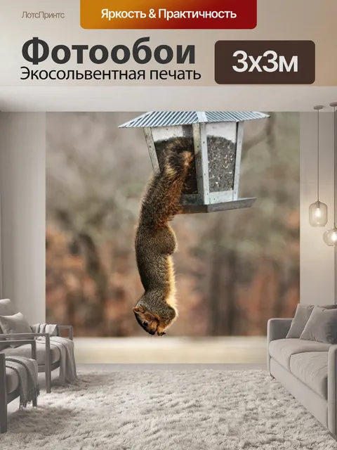 Фотообои Акробатическая белка на кормушке