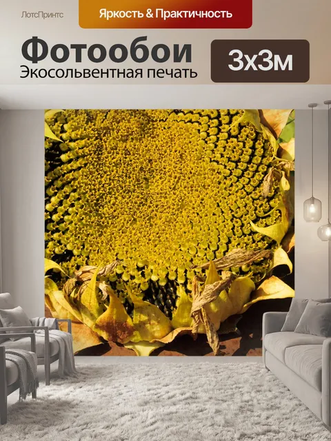 Фотообои Подсолнух