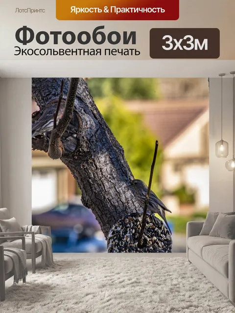Фотообои Дом Зяблики на Дереве