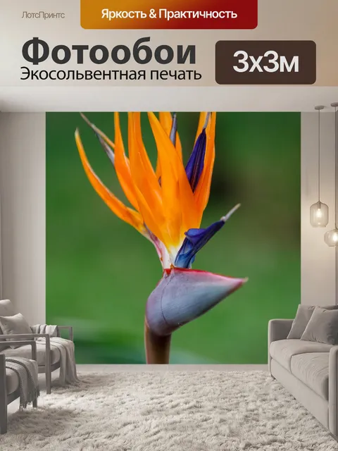 Фотообои Цветок райской птицы