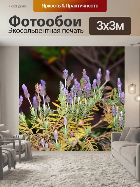Фотообои лаванда цветоносы