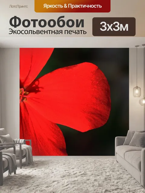 Фотообои красные лепестки цветов пеларгонии