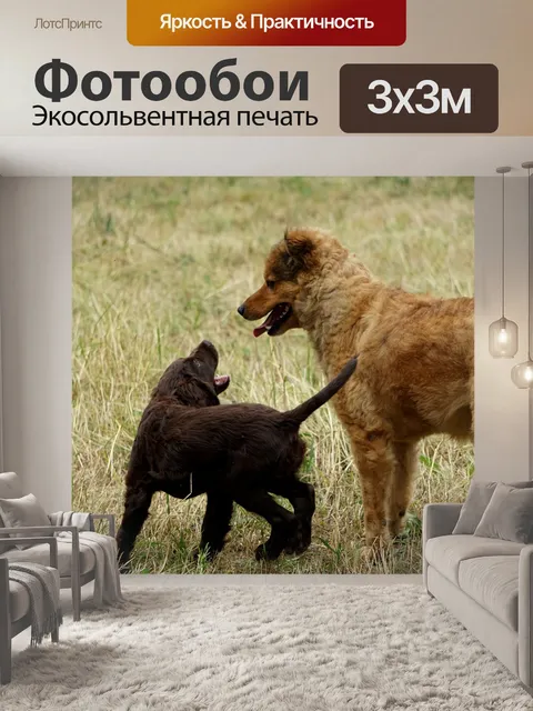 Фотообои Сторожевая собака