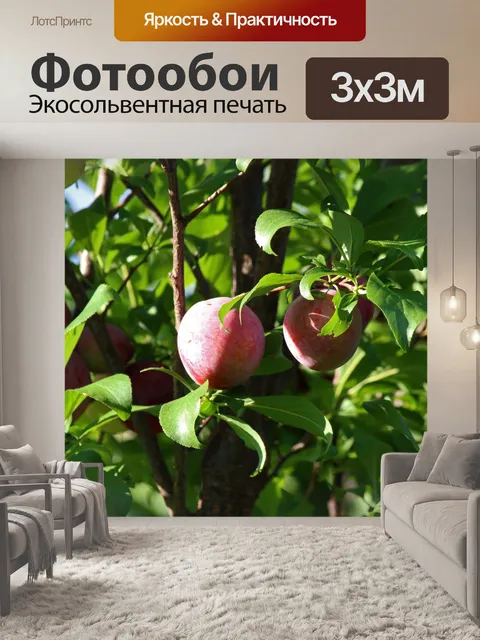 Фотообои солнечный свет на созревающие сливы
