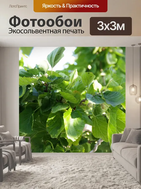Фотообои Листья тутового дерева