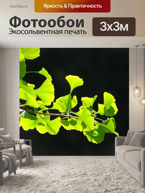 Фотообои Гинко