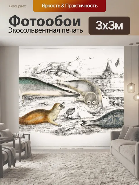 Фотообои Млекопитающие тюлени Винтаж Старый