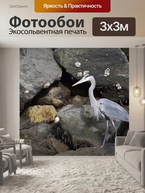 Фотообои Голубая цапля на скалах