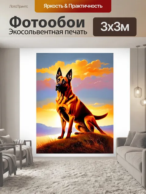 Фотообои на высоком холме бельгийский малинуа наблюдает за закатом, его шерсть в лучах света кажется огненно-красной