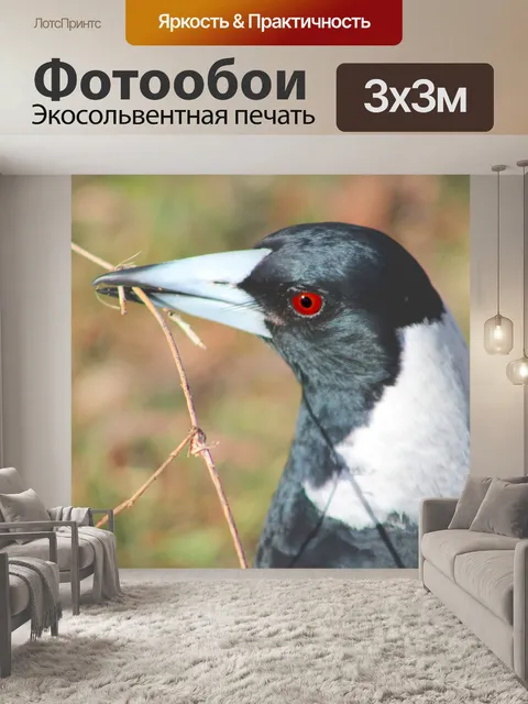 Фотообои Сорока